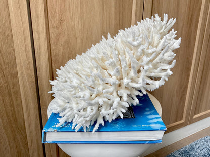 Natural TABLE CORAL 13" x 12" x 7" White Fossil Specimen Coastal Beach House Décor
