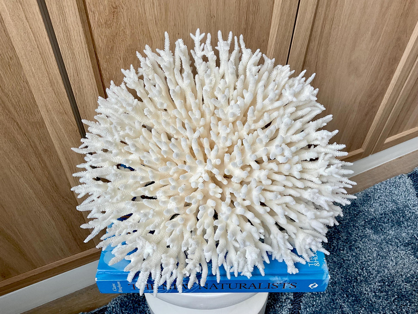 Natural TABLE CORAL 13" x 12" x 7" White Fossil Specimen Coastal Beach House Décor