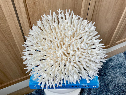 Natural TABLE CORAL 13" x 12" x 7" White Fossil Specimen Coastal Beach House Décor