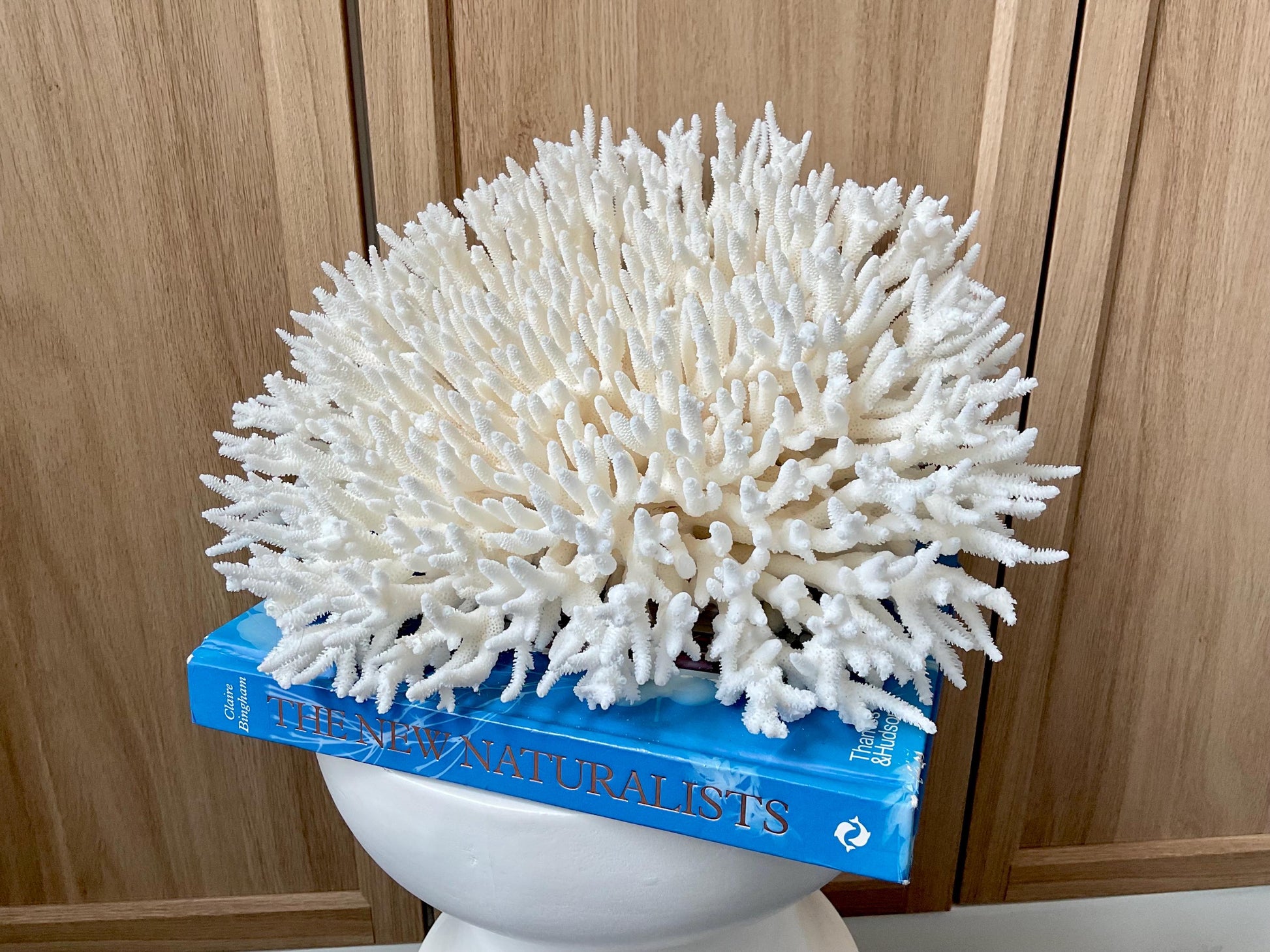Natural TABLE CORAL 13" x 12" x 7" White Fossil Specimen Coastal Beach House Décor