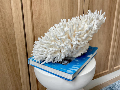 Natural TABLE CORAL 13" x 12" x 7" White Fossil Specimen Coastal Beach House Décor