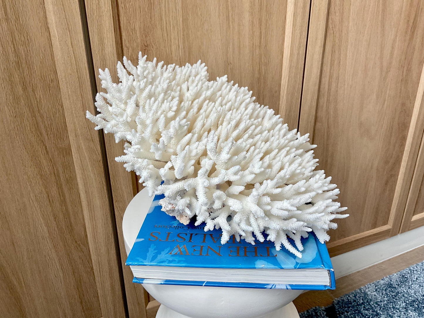 Natural TABLE CORAL 13" x 12" x 7" White Fossil Specimen Coastal Beach House Décor