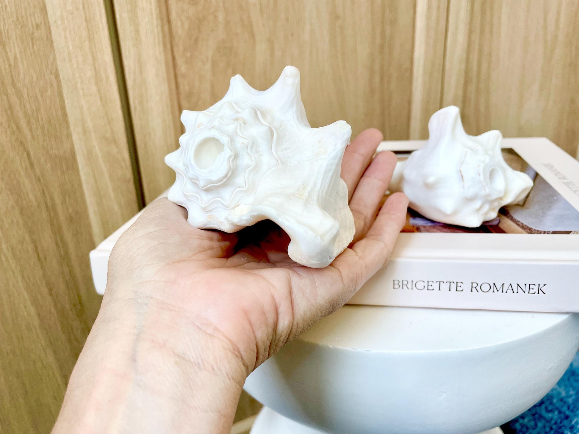 Natural White Bahamas Milk Conch Shell Horn 3-4" Trumpet