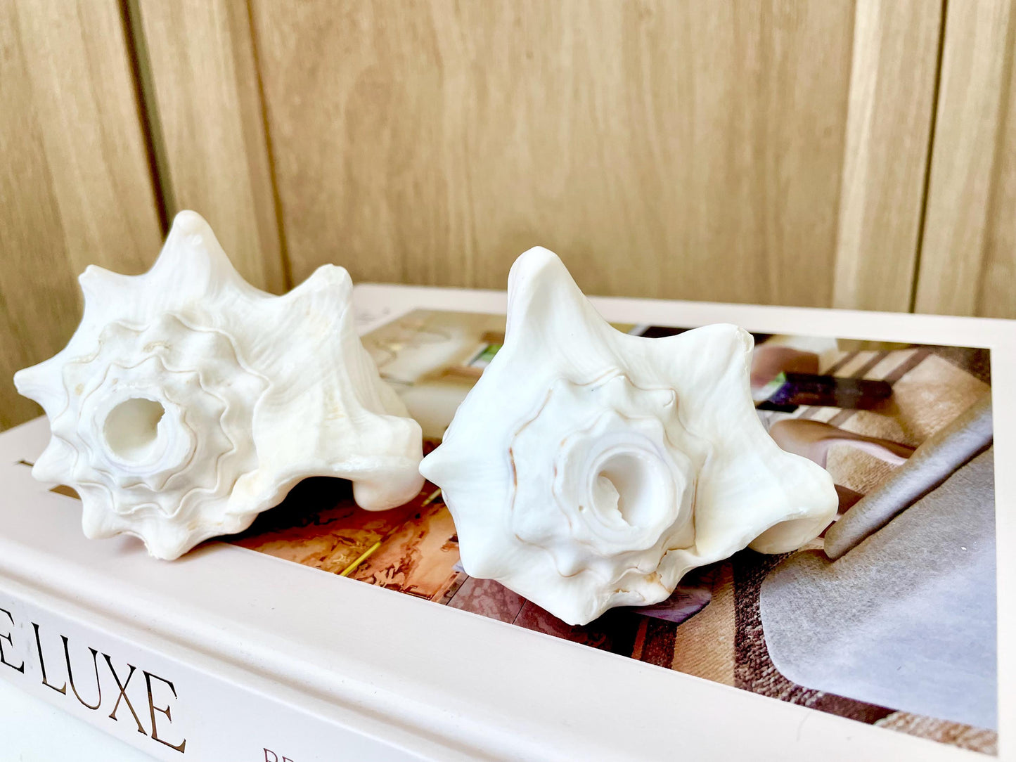 Natural White Bahamas Milk Conch Shell Horn 3-4" Trumpet
