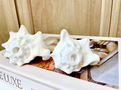 Natural White Bahamas Milk Conch Shell Horn 3-4" Trumpet