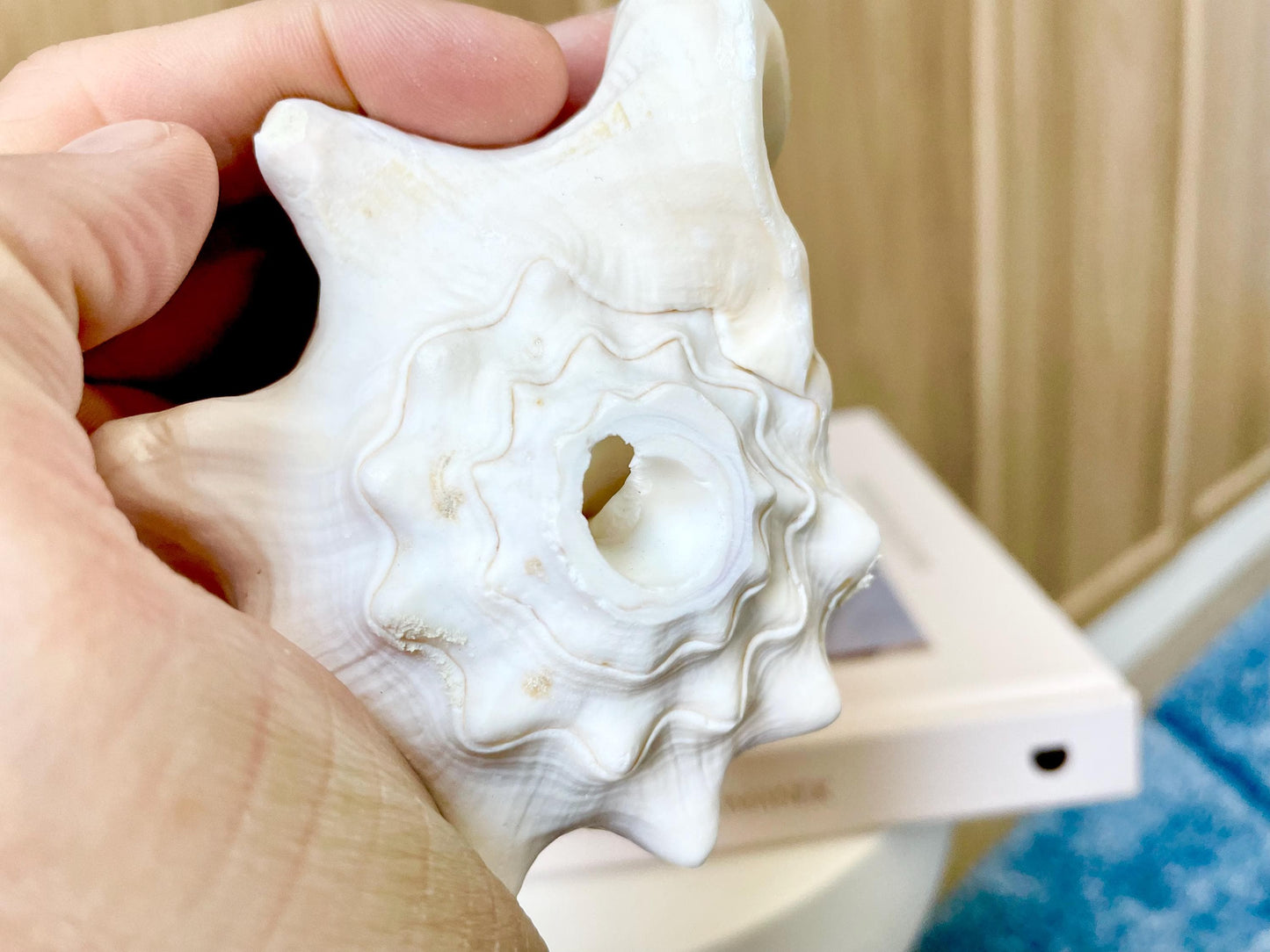 Natural White Bahamas Milk Conch Shell Horn 3-4" Trumpet