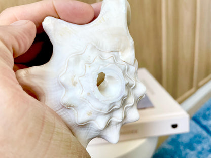 Natural White Bahamas Milk Conch Shell Horn 3-4" Trumpet