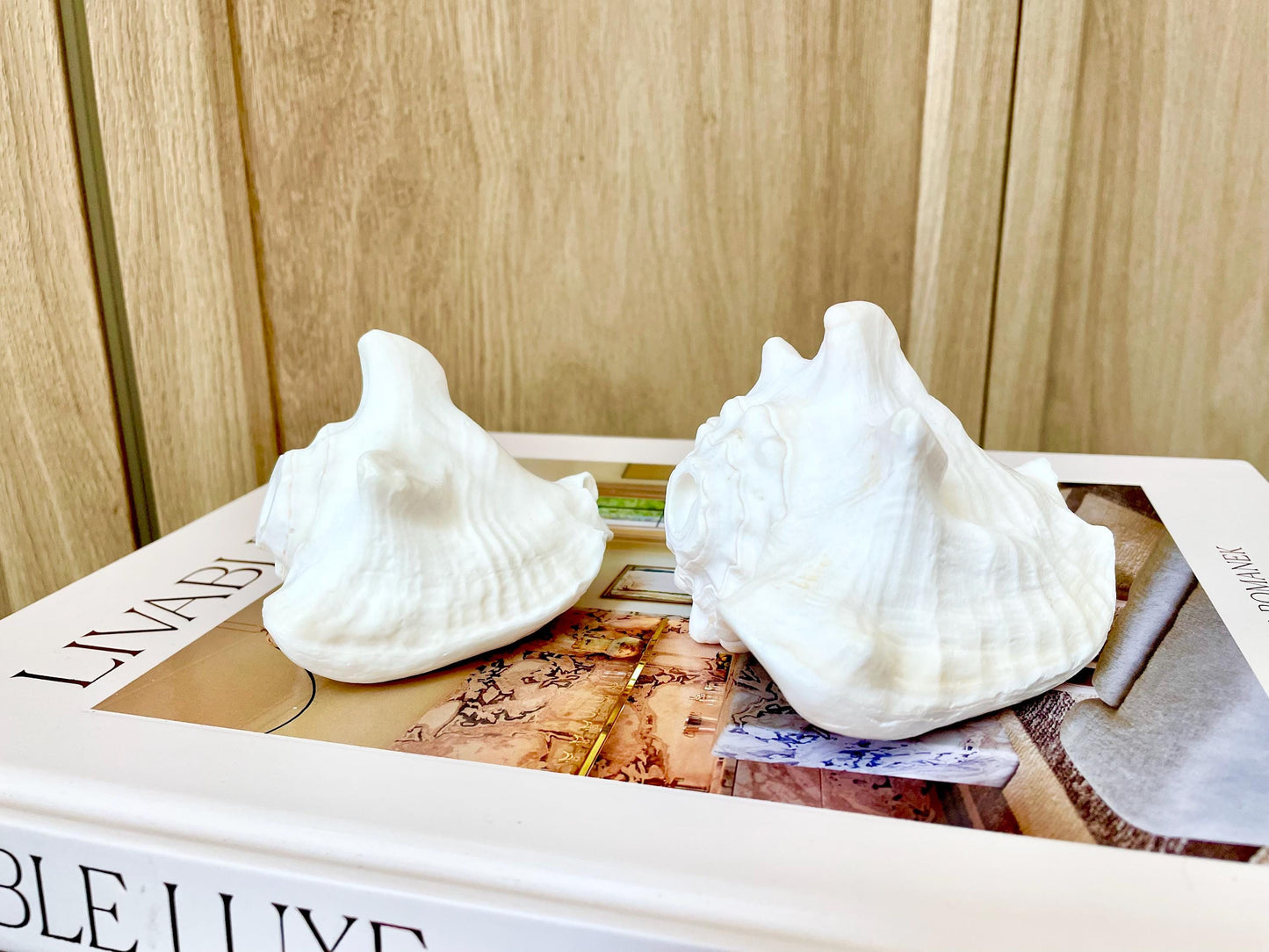 Natural White Bahamas Milk Conch Shell Horn 3-4" Trumpet