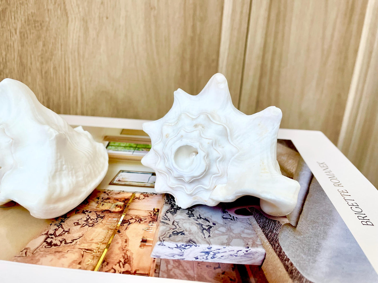 Natural White Bahamas Milk Conch Shell Horn 3-4" Trumpet