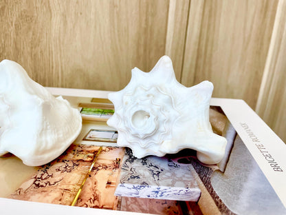 Natural White Bahamas Milk Conch Shell Horn 3-4" Trumpet