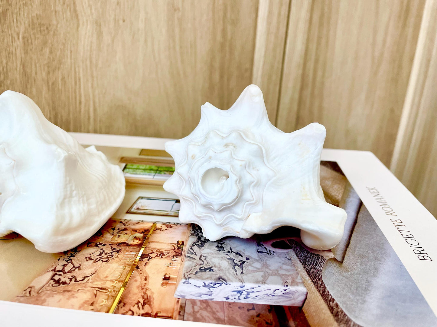 Natural White Bahamas Milk Conch Shell Horn 3-4" Trumpet