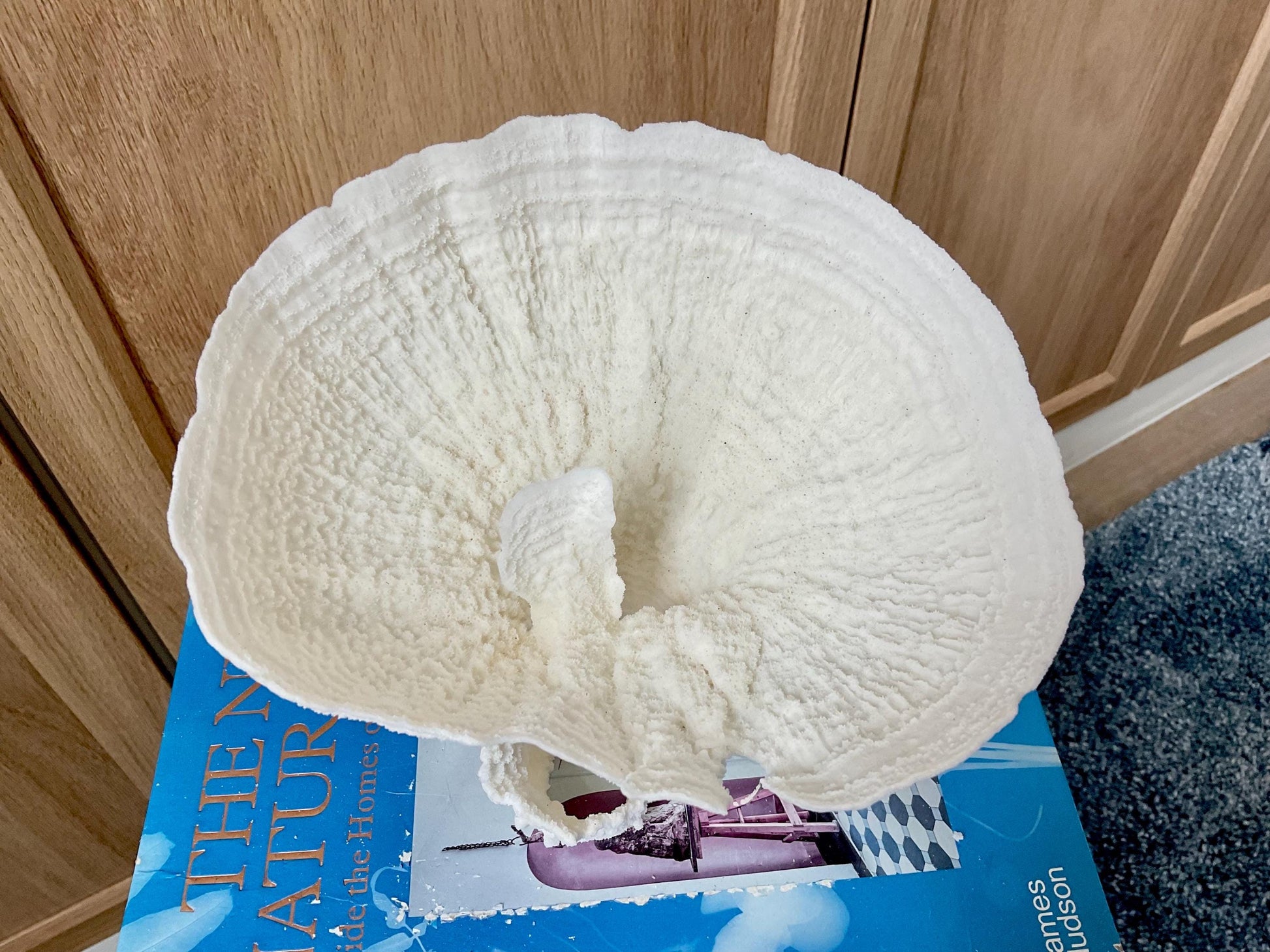 Natural Poca Coral Fossil: 7" x 6" x 6" Coastal Beach House White Décor
