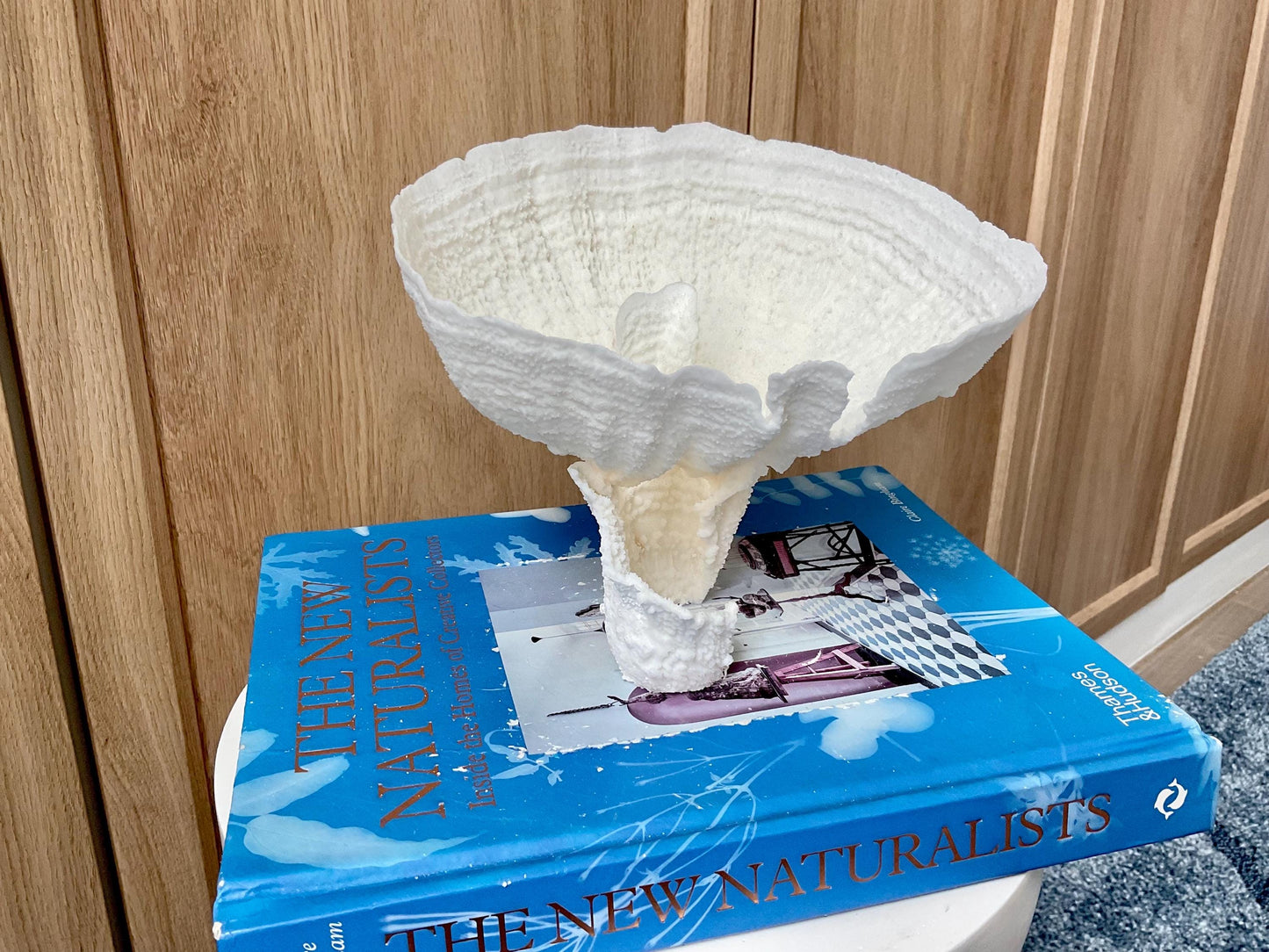 Natural Poca Coral Fossil: 7" x 6" x 6" Coastal Beach House White Décor