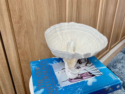Natural Poca Coral Fossil: 7" x 6" x 6" Coastal Beach House White Décor