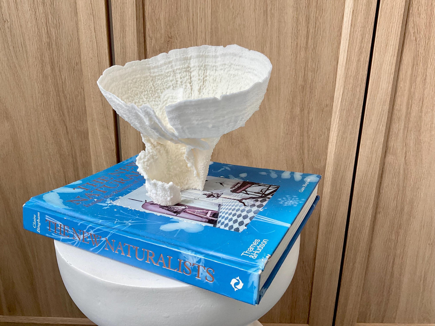 Natural Poca Coral Fossil: 7" x 6" x 6" Coastal Beach House White Décor