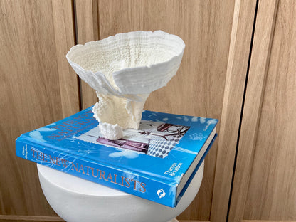 Natural Poca Coral Fossil: 7" x 6" x 6" Coastal Beach House White Décor