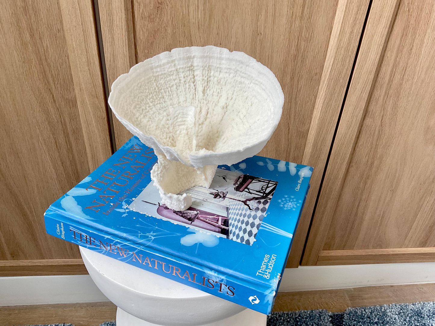 Natural Poca Coral Fossil: 7" x 6" x 6" Coastal Beach House White Décor