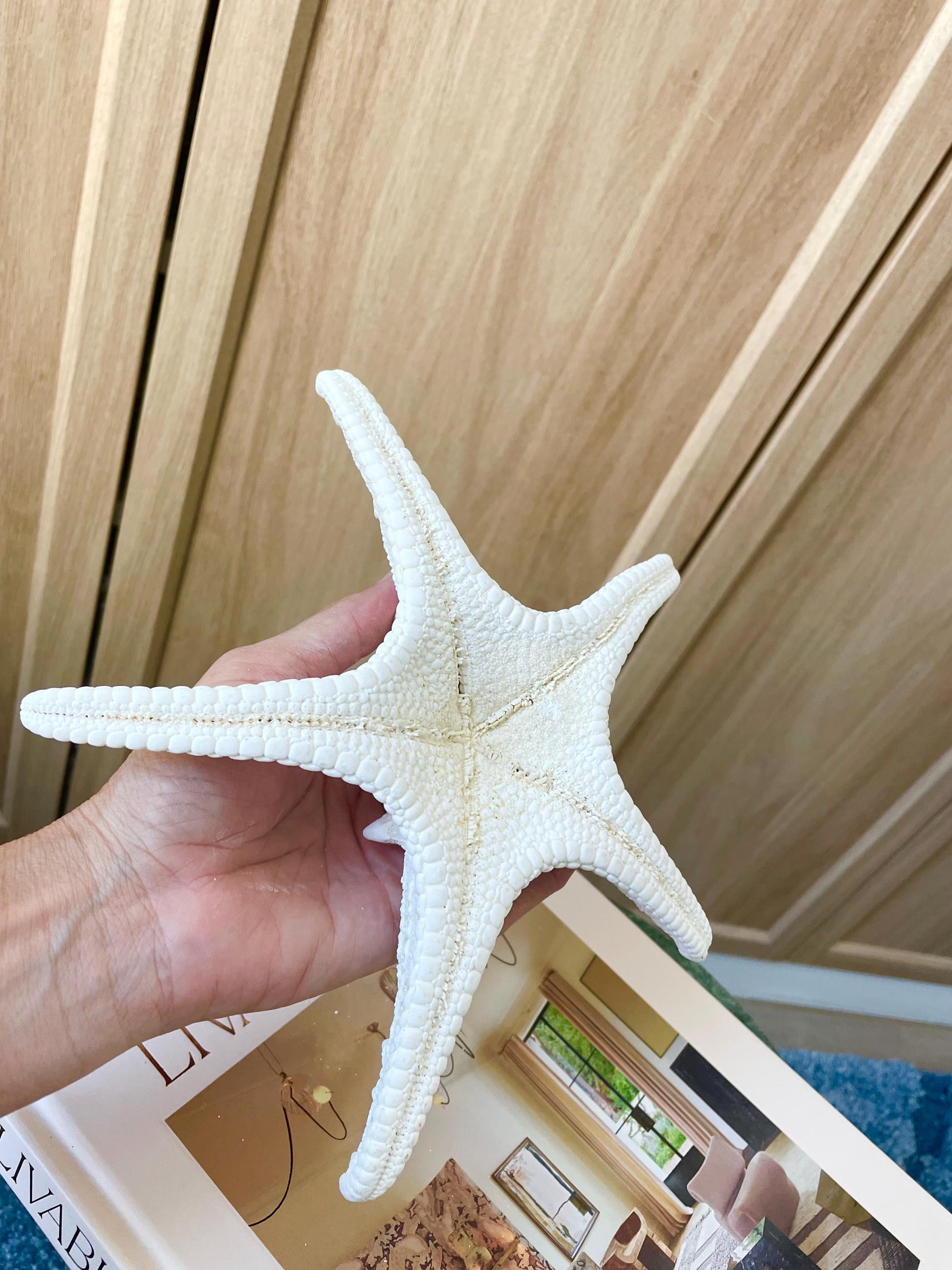 Knobby Starfish 1-10" *You Choose Size* White Crafts & Coastal Décor