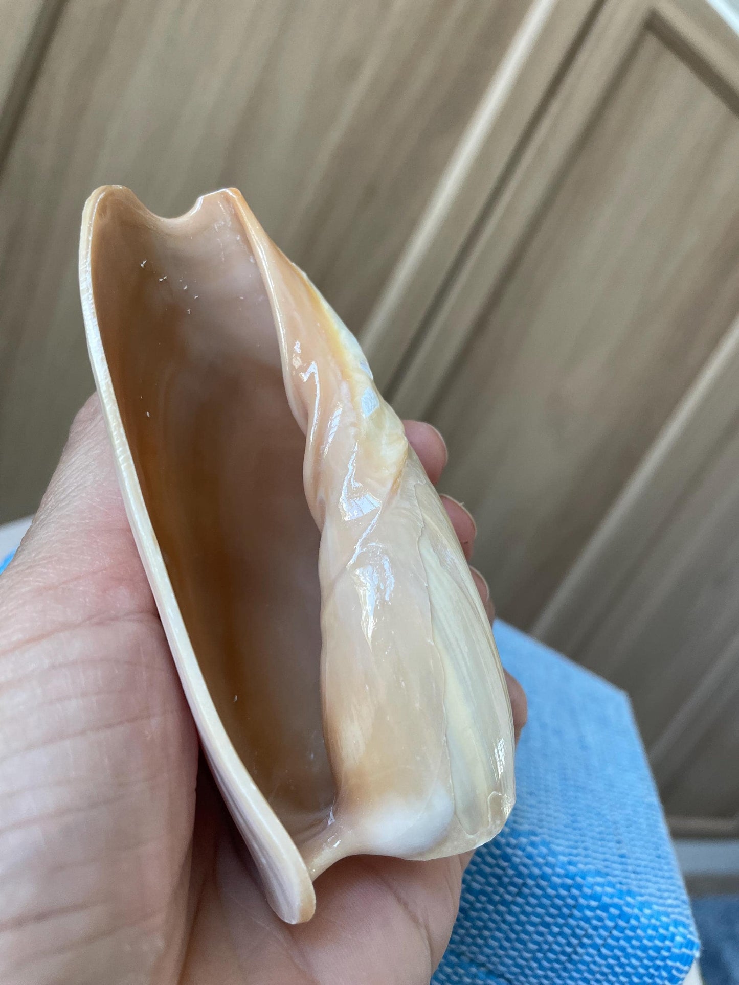 CUCUMBER VOLUTE Rare Shell 4-5" Natural Polished Beige Brown Seashell Coastal Décor