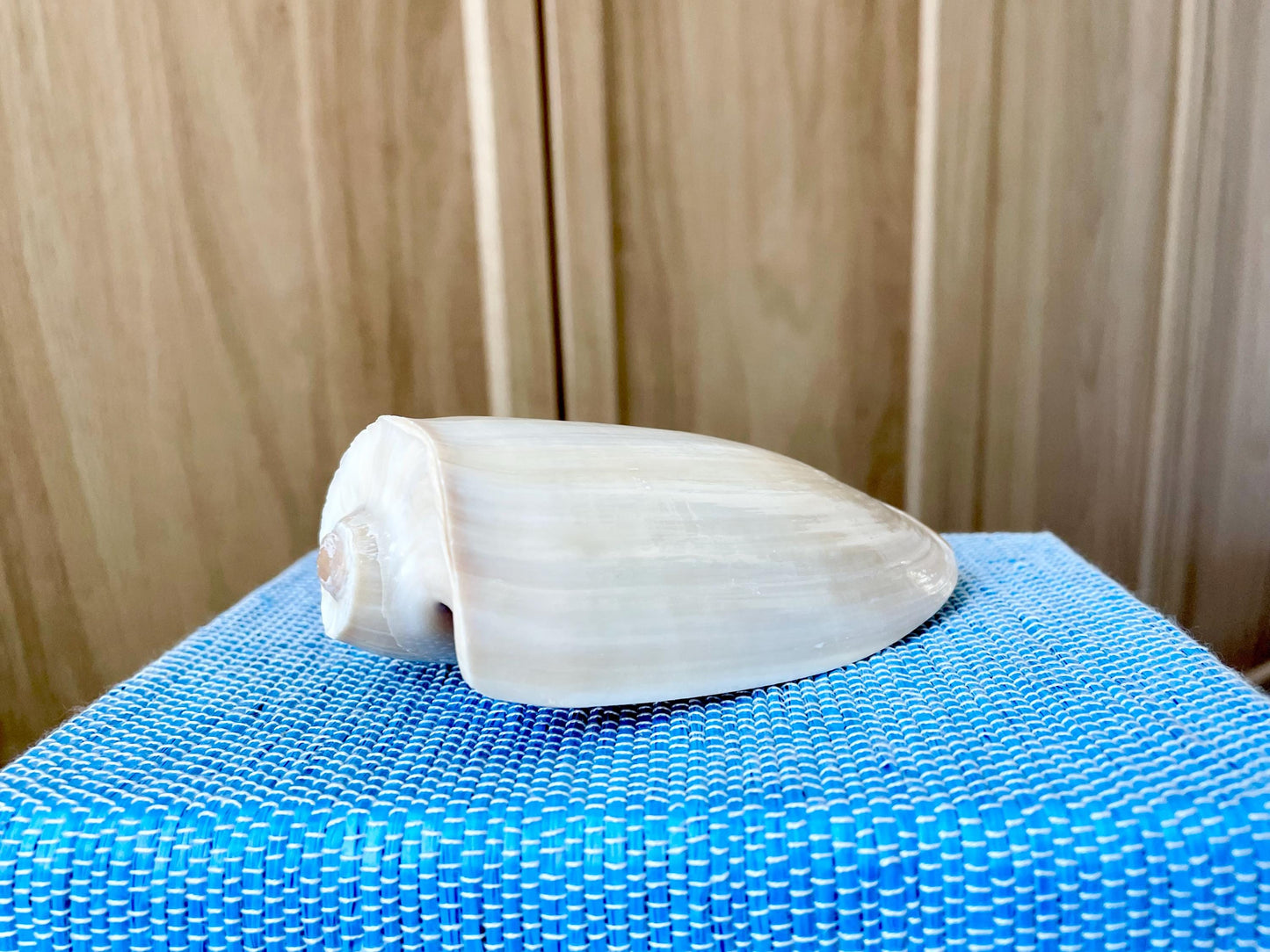 CUCUMBER VOLUTE Rare Shell 4-5" Natural Polished Beige Brown Seashell Coastal Décor