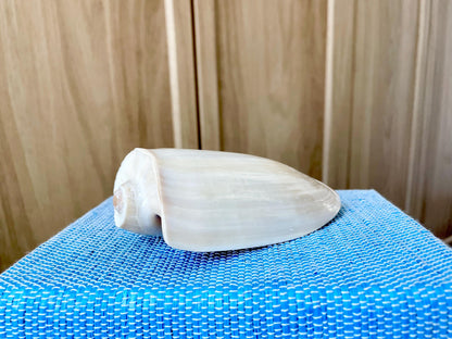 CUCUMBER VOLUTE Rare Shell 4-5" Natural Polished Beige Brown Seashell Coastal Décor