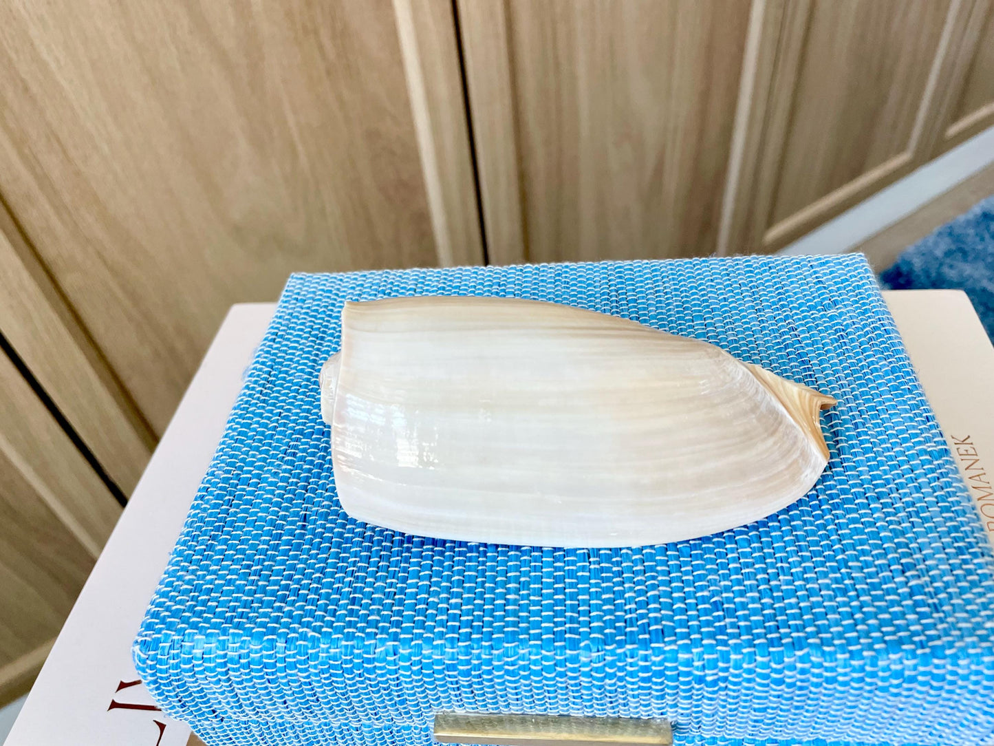 CUCUMBER VOLUTE Rare Shell 4-5" Natural Polished Beige Brown Seashell Coastal Décor