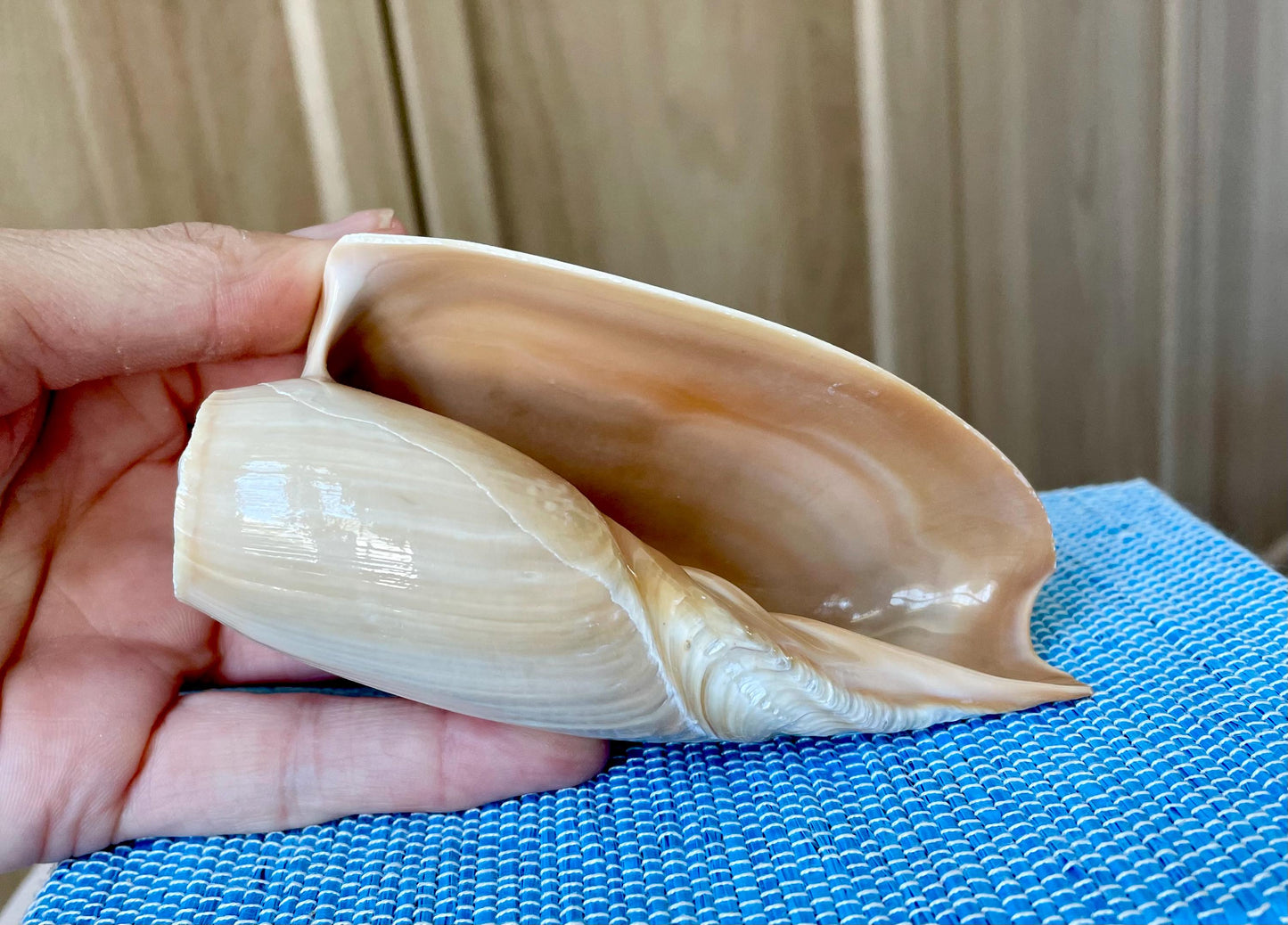 CUCUMBER VOLUTE Rare Shell 4-5" Natural Polished Beige Brown Seashell Coastal Décor