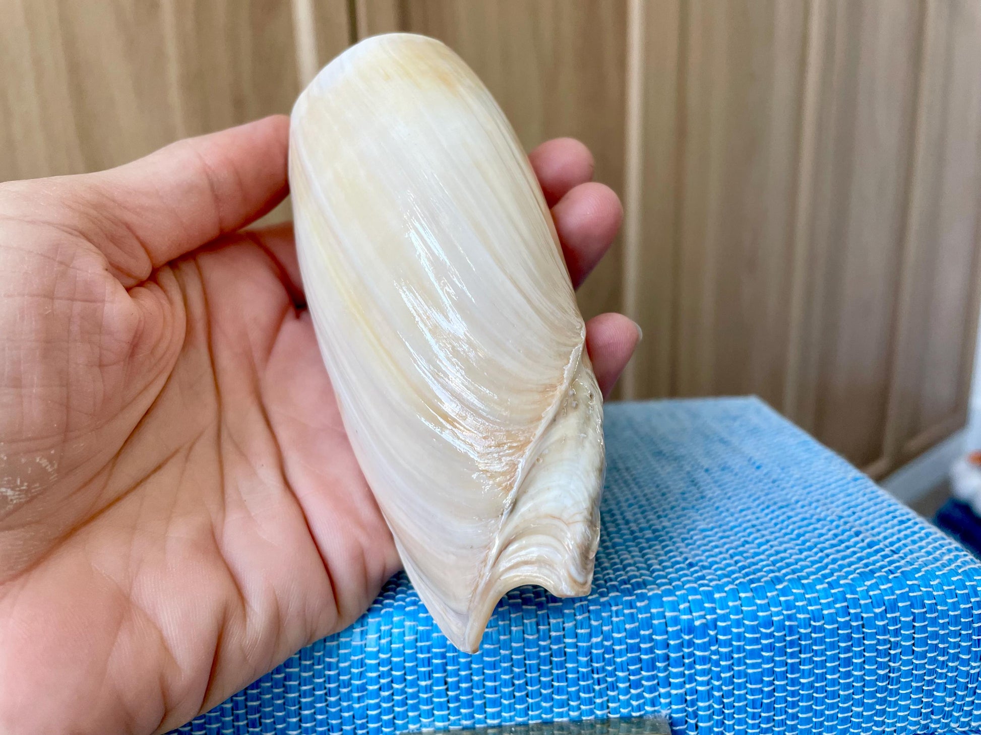 CUCUMBER VOLUTE Rare Shell 4-5" Natural Polished Beige Brown Seashell Coastal Décor