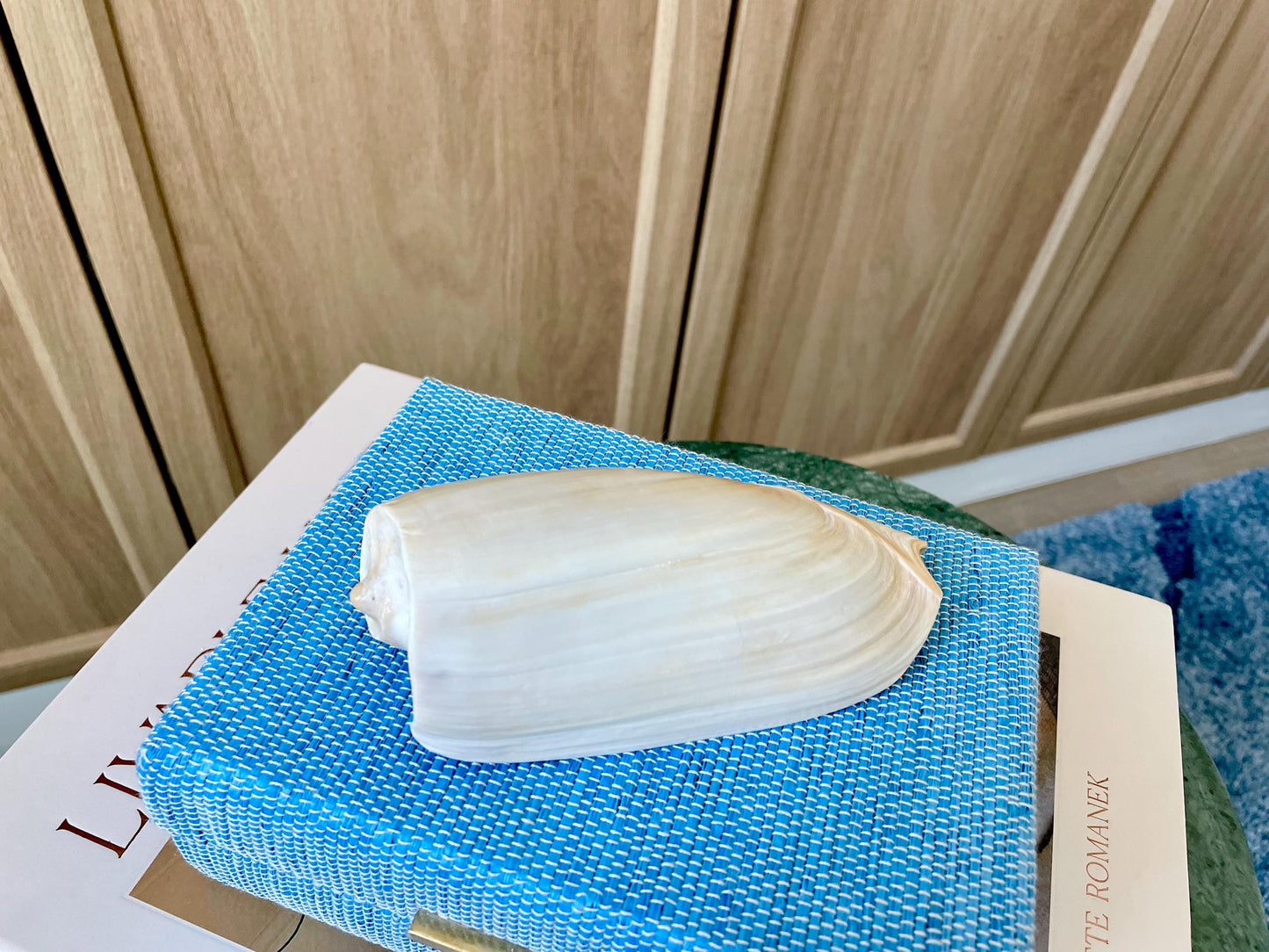 CUCUMBER VOLUTE Rare Shell 4-5" Natural Polished Beige Brown Seashell Coastal Décor