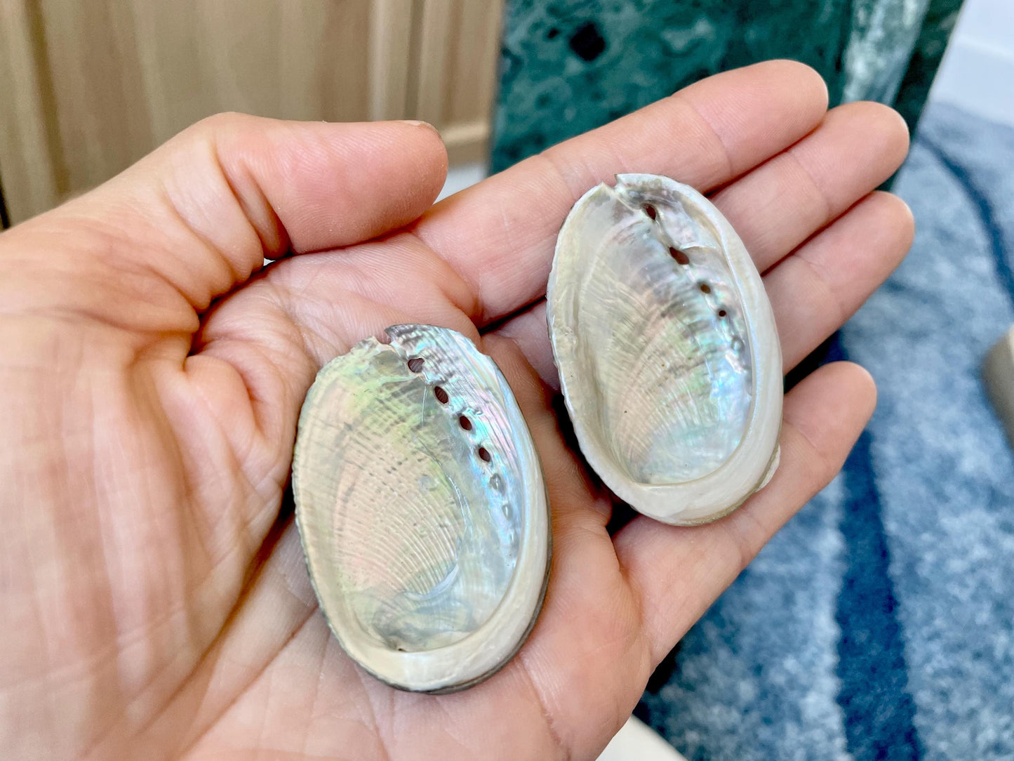 Abalone Seashells: Choose Size .75-2.5" Long Shells Coastal Crafts Jewelry