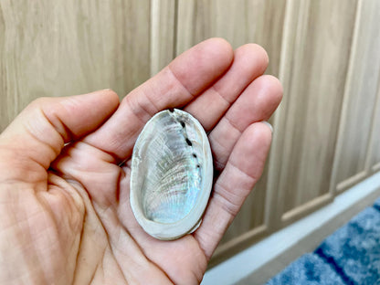 Abalone Seashells: Choose Size .75-2.5" Long Shells Coastal Crafts Jewelry