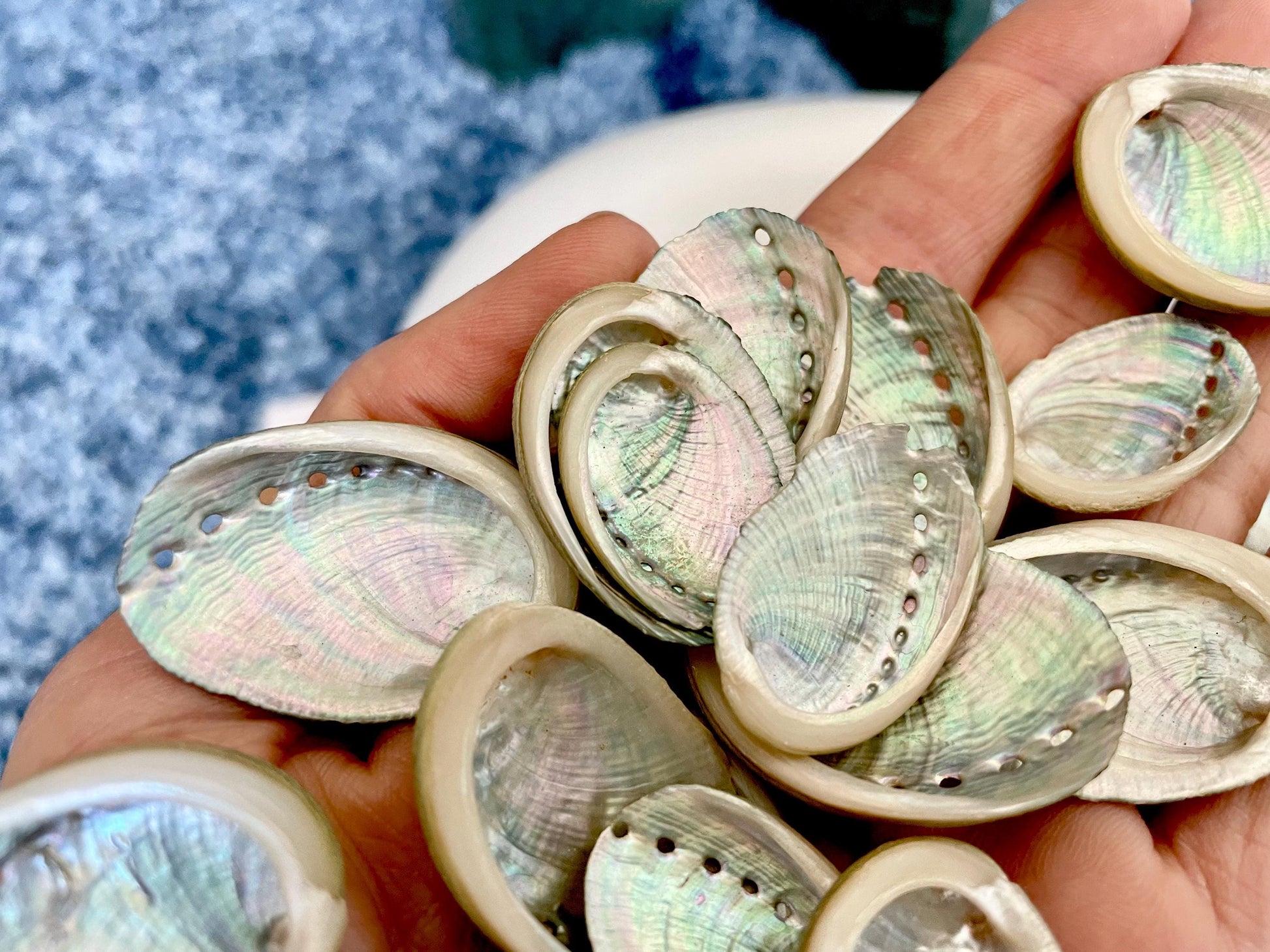 Abalone Seashells: Choose Size .75-2.5" Long Shells Coastal Crafts Jewelry