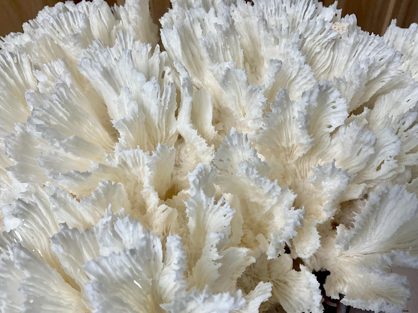 Natural Lettuce Coral Fossil: 11" x 11" x 7" Coastal Beach House White Décor