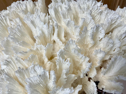 Natural Lettuce Coral Fossil: 11" x 11" x 7" Coastal Beach House White Décor