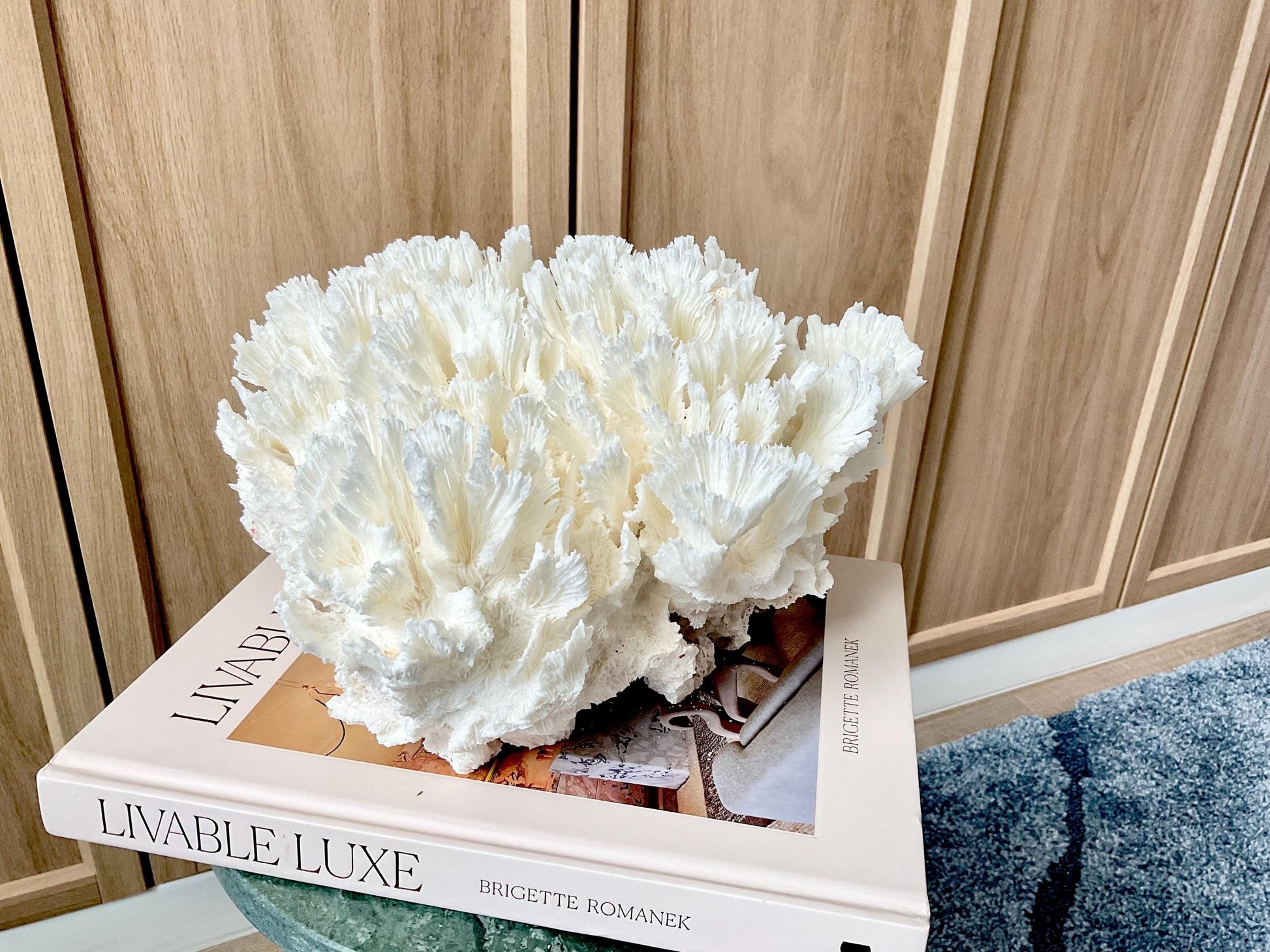 Natural Lettuce Coral Fossil: 11" x 11" x 7" Coastal Beach House White Décor