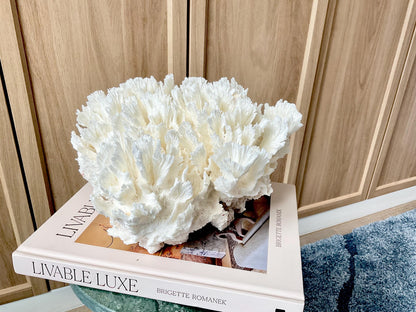 Natural Lettuce Coral Fossil: 11" x 11" x 7" Coastal Beach House White Décor