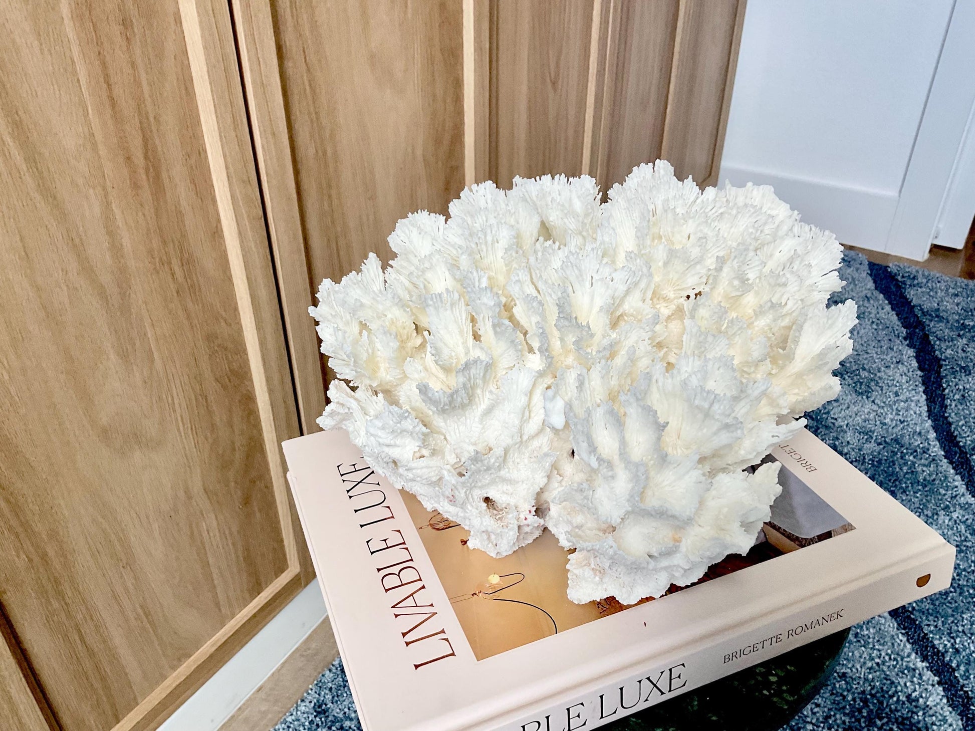 Natural Lettuce Coral Fossil: 11" x 11" x 7" Coastal Beach House White Décor