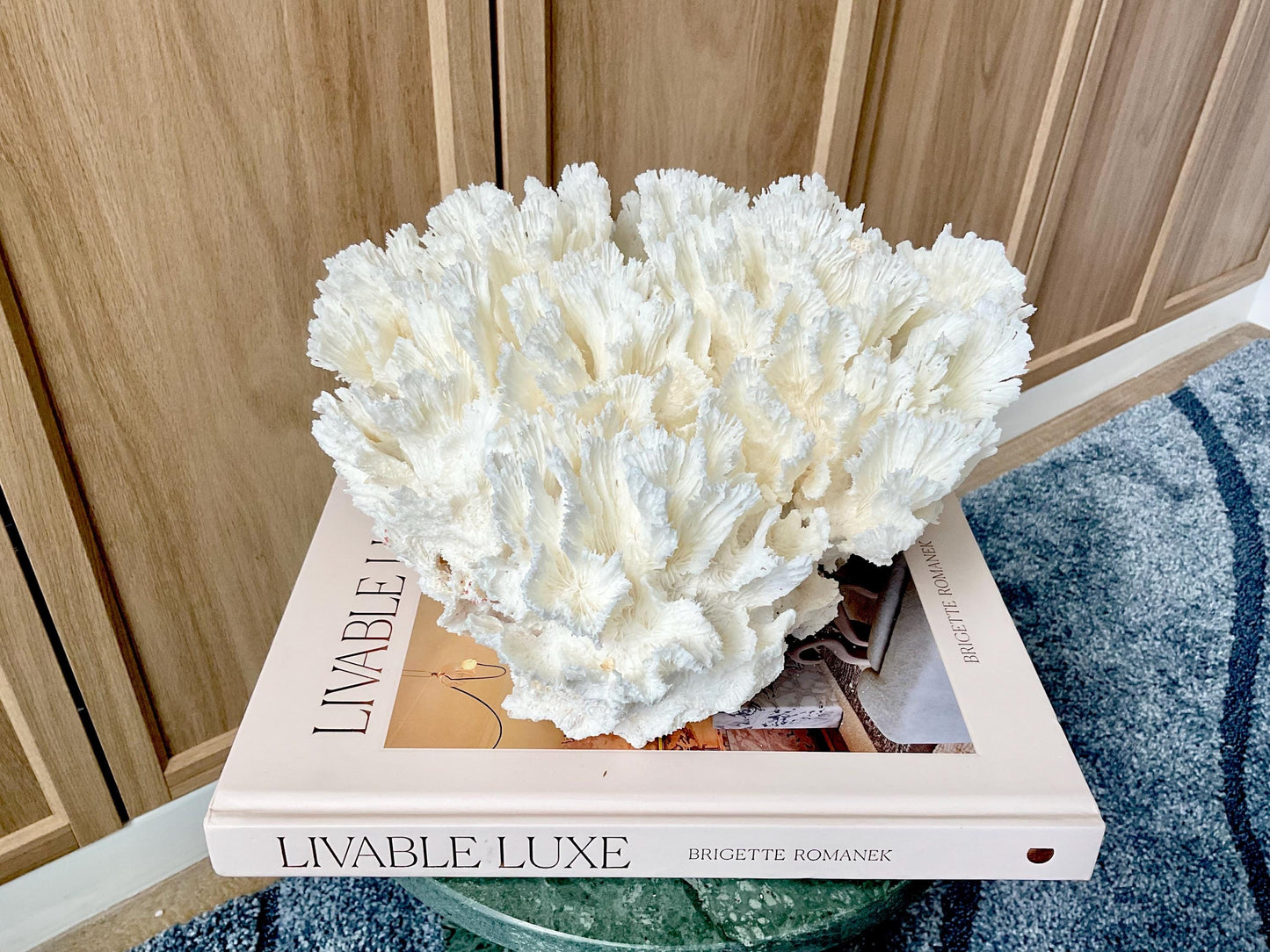 Natural Lettuce Coral Fossil: 11" x 11" x 7" Coastal Beach House White Décor