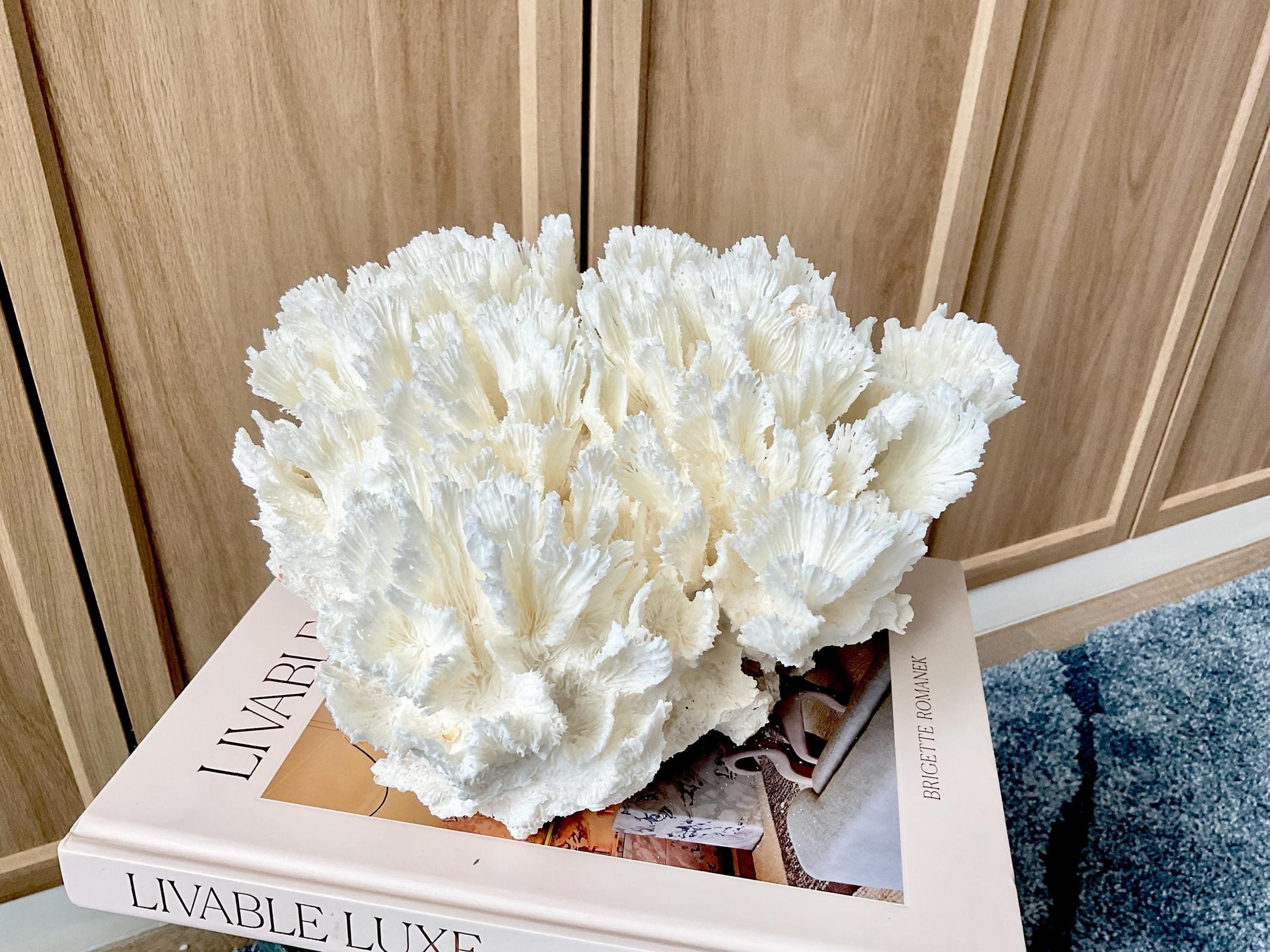 Natural Lettuce Coral Fossil: 11" x 11" x 7" Coastal Beach House White Décor