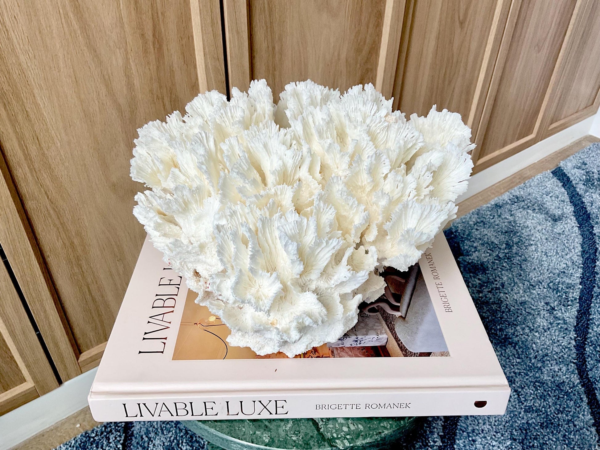 Natural Lettuce Coral Fossil: 11" x 11" x 7" Coastal Beach House White Décor