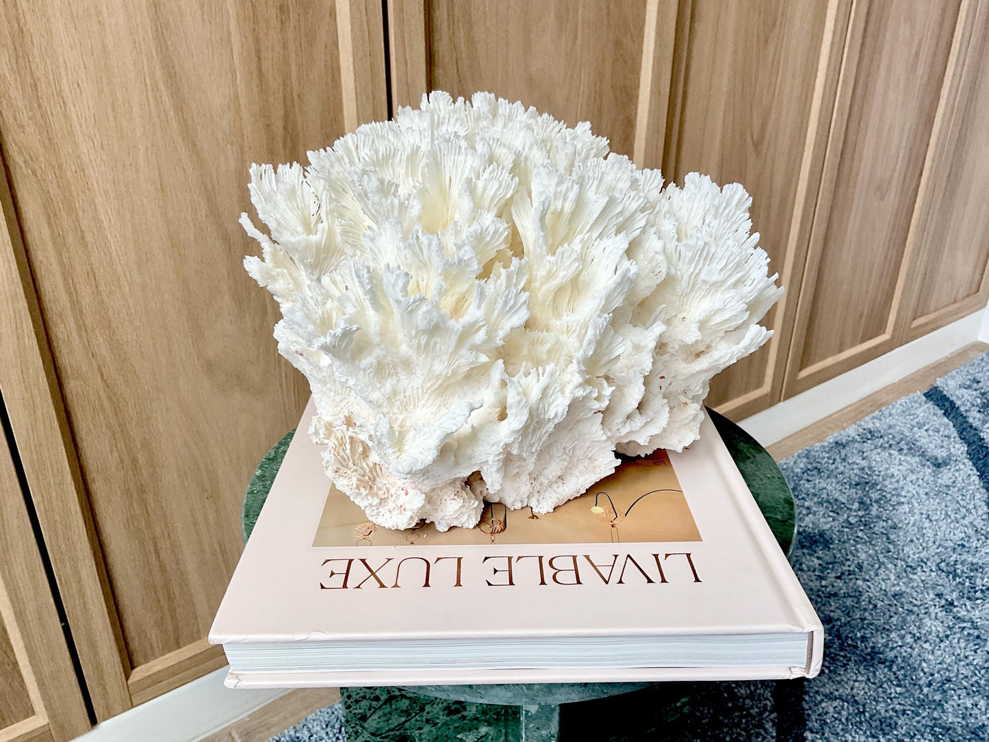 Natural Lettuce Coral Fossil: 11" x 11" x 7" Coastal Beach House White Décor