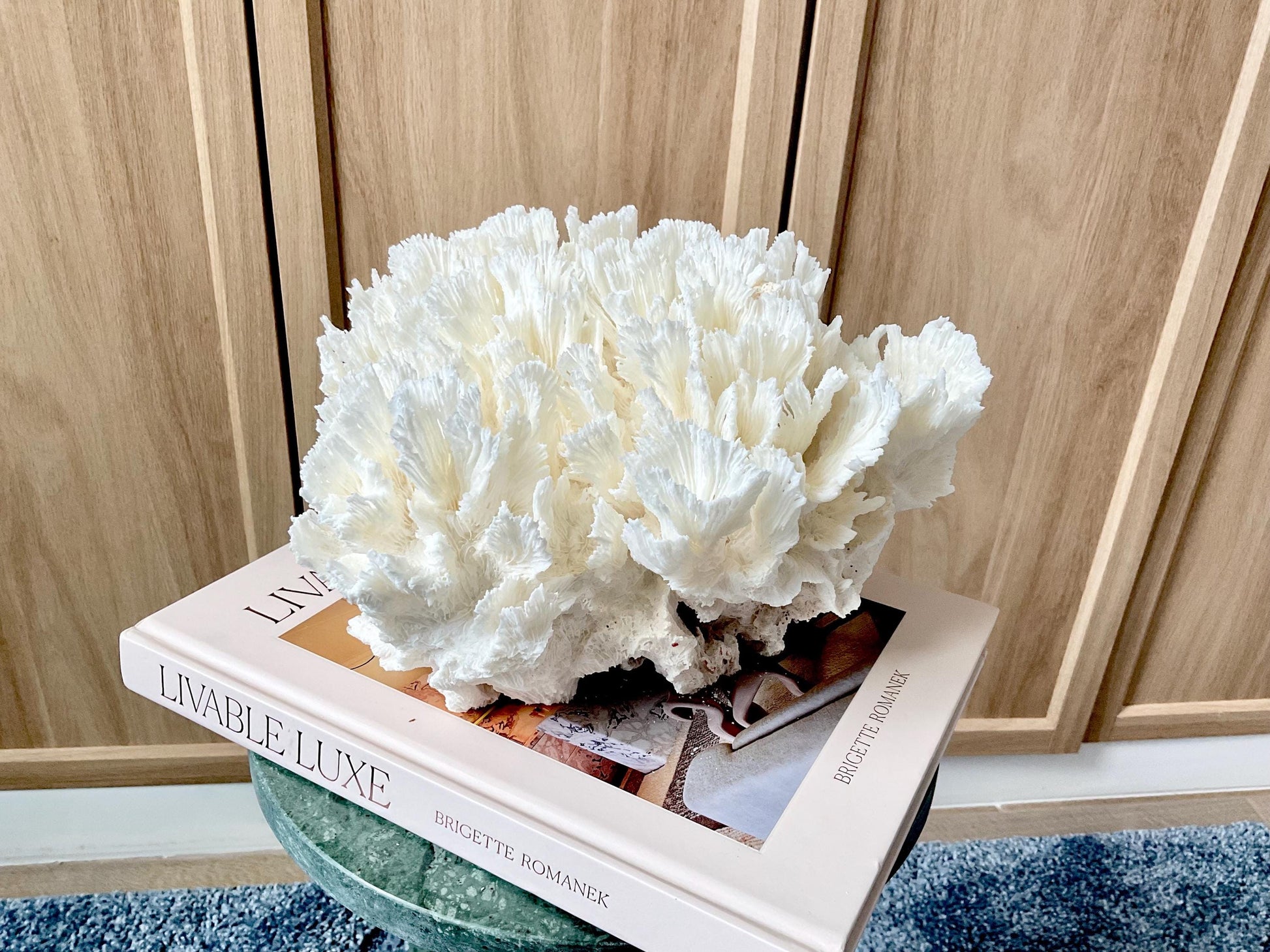Natural Lettuce Coral Fossil: 11" x 11" x 7" Coastal Beach House White Décor