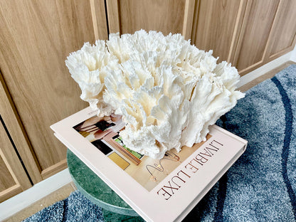 Natural Lettuce Coral Fossil: 11" x 10" x 7" Coastal Beach House White Décor