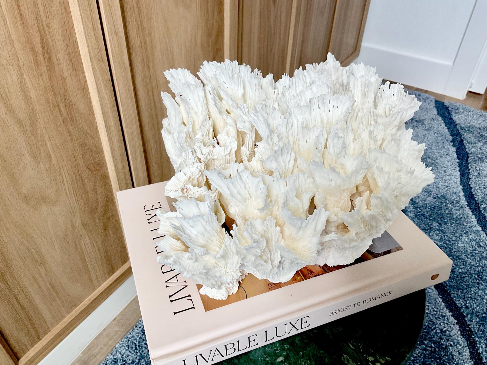 Natural Lettuce Coral Fossil: 11" x 10" x 7" Coastal Beach House White Décor
