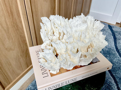 Natural Lettuce Coral Fossil: 11" x 10" x 7" Coastal Beach House White Décor