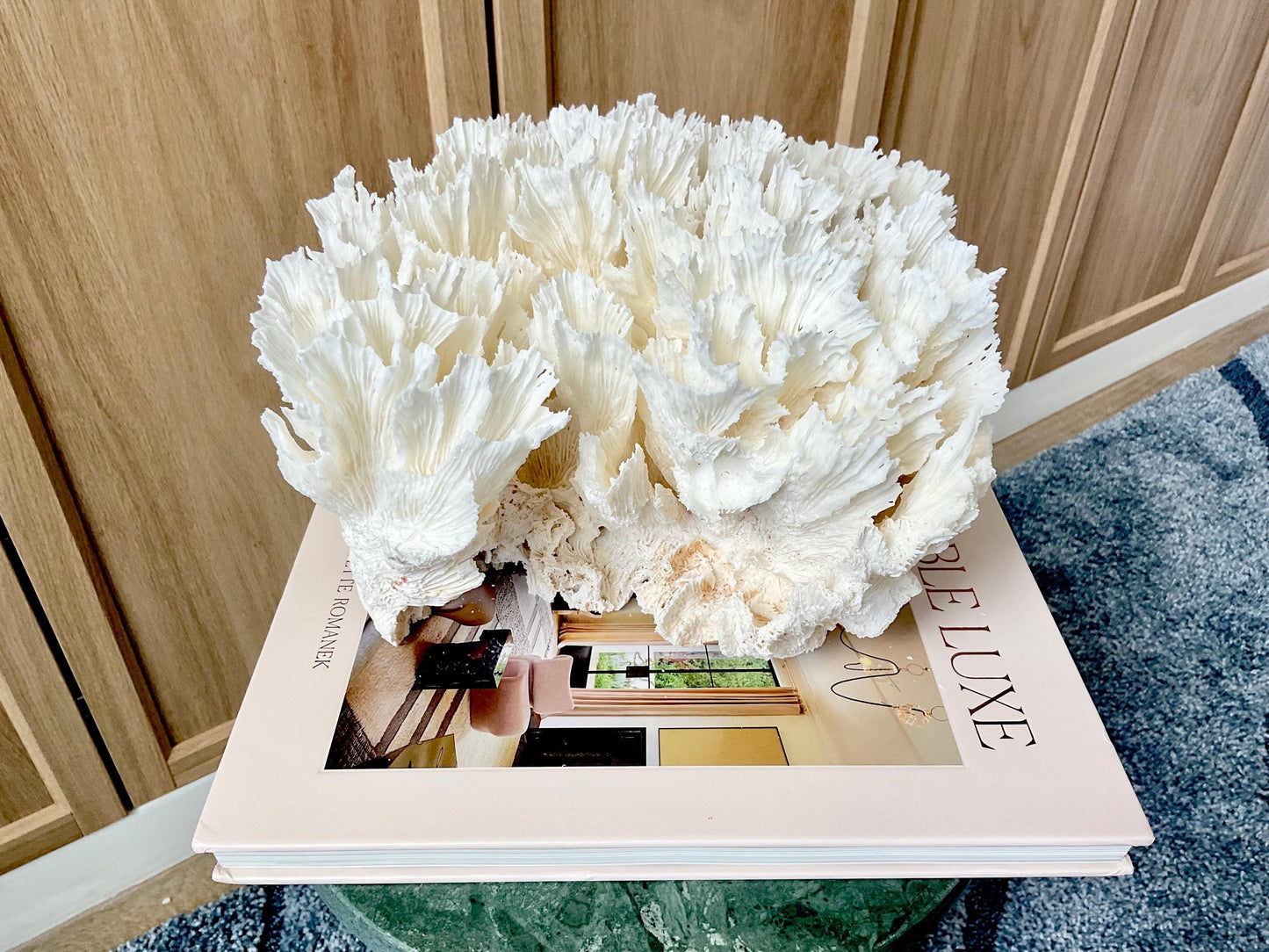 Natural Lettuce Coral Fossil: 11" x 10" x 7" Coastal Beach House White Décor