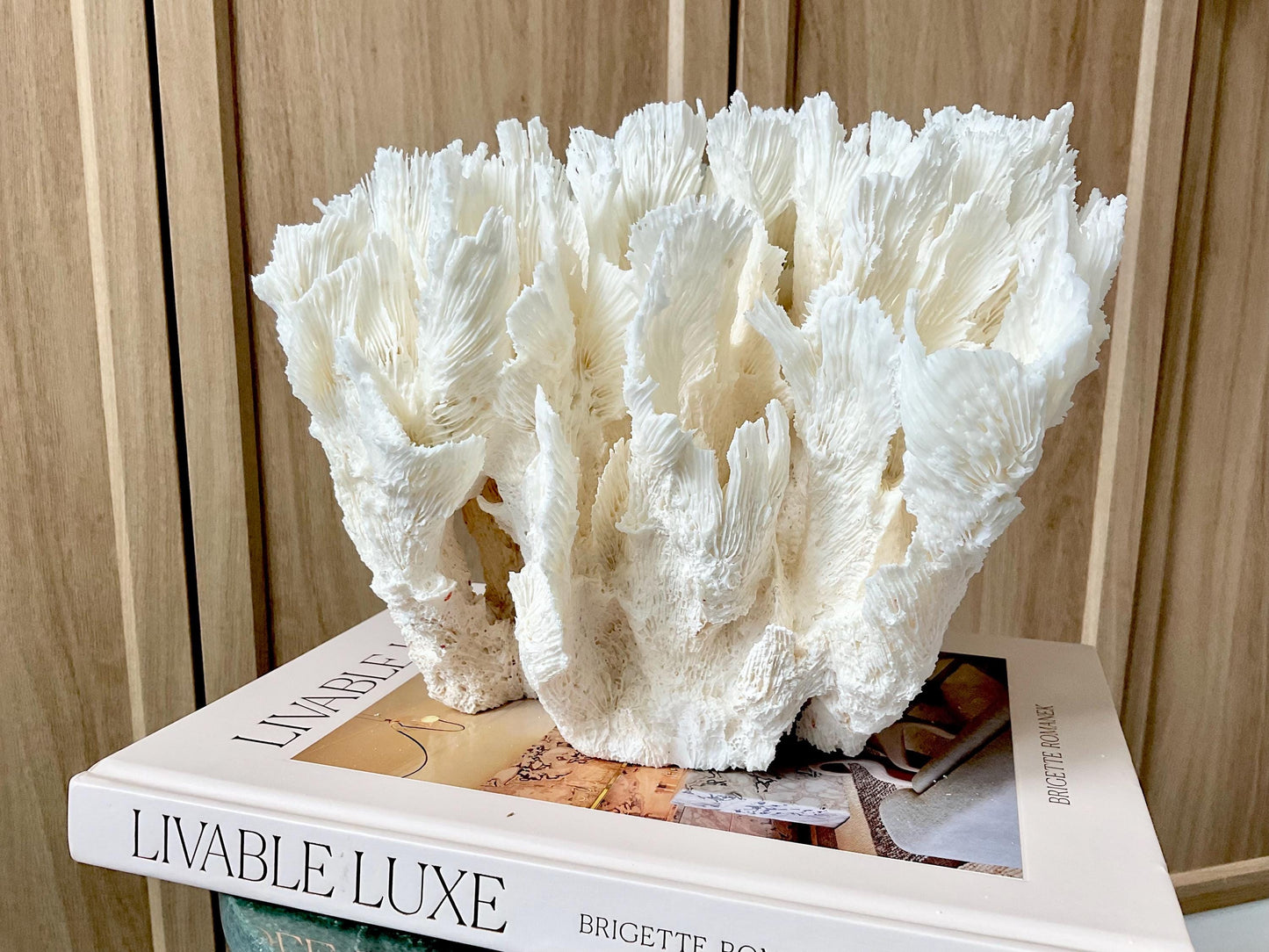 Natural Lettuce Coral Fossil: 11" x 8.5" x 8" Coastal Beach House White Décor