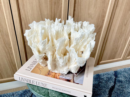 Natural Lettuce Coral Fossil: 11" x 8.5" x 8" Coastal Beach House White Décor