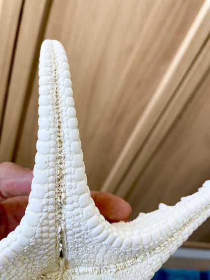 Knobby Starfish 1-10" *You Choose Size* White Crafts & Coastal Décor