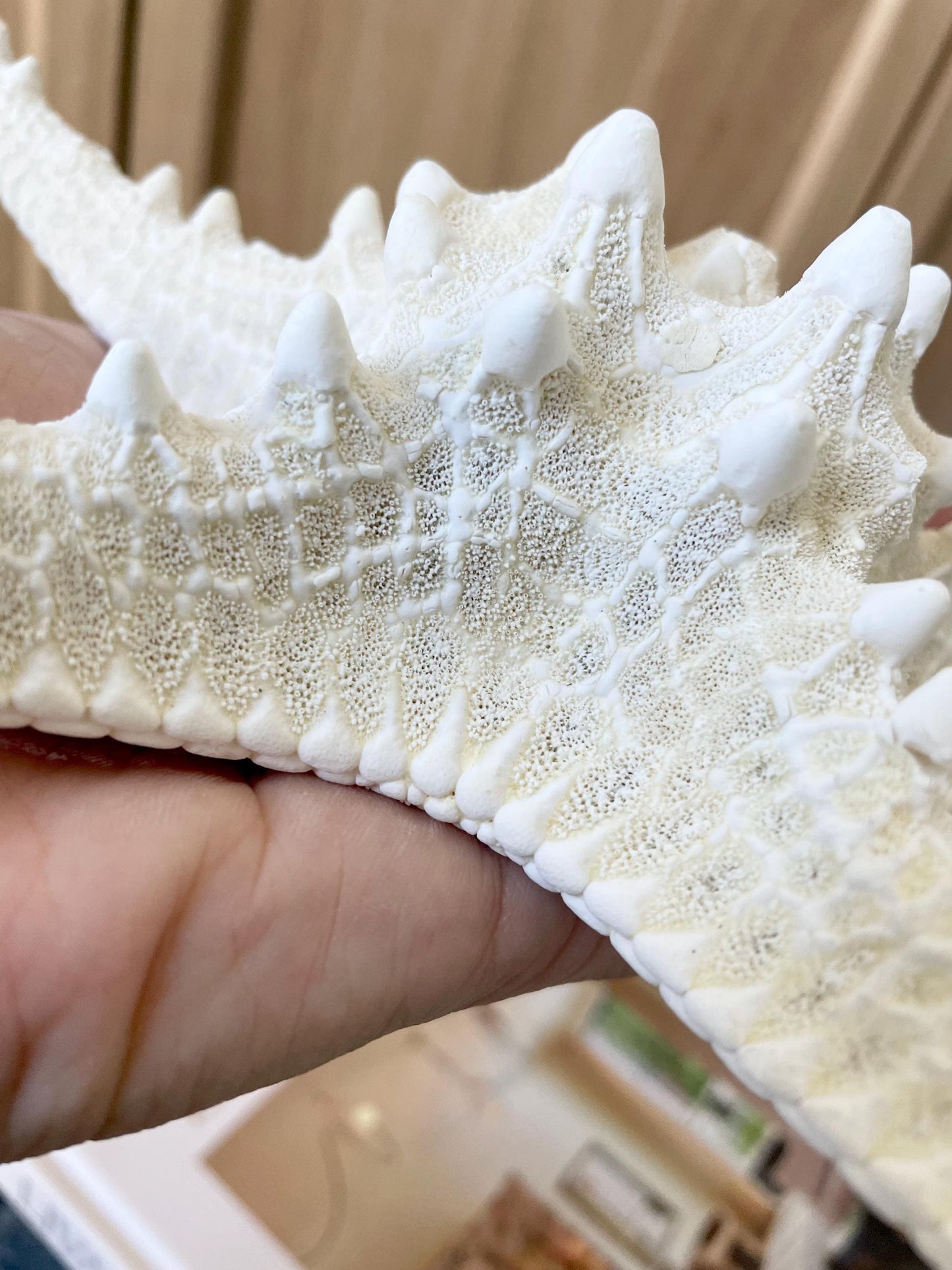 Knobby Starfish 1-10" *You Choose Size* White Crafts & Coastal Décor